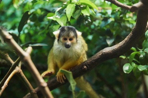 Black-capped squirrel monkey