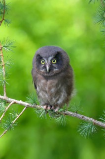 Tengmalm's Owl