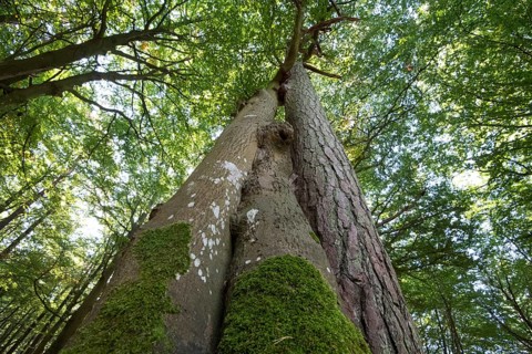 Darss primeval forest