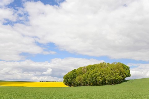 Deciduous tree grove between flowering rape