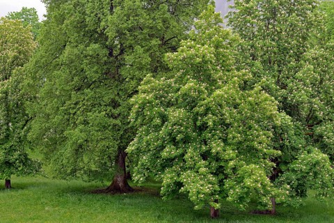 Horse chestnut