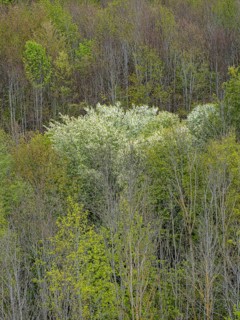 Baeume im Naturpark Schoenbuch bei Herrenberg