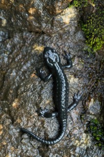 Alpine salamander