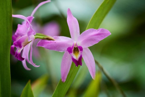 Orchid