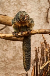 White-faced saki