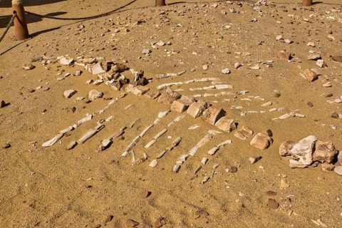 Skeleton of a Basilosaurus whale
