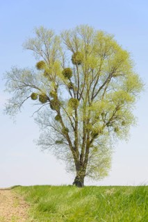 Poplar