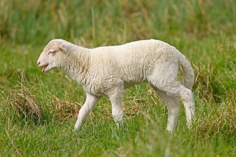 Waldschaf