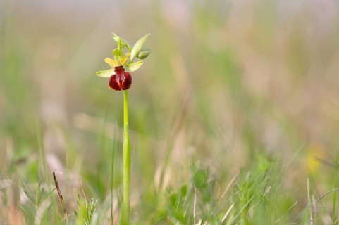 Small spiderwort