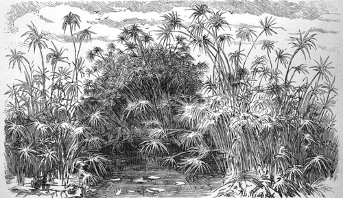 Echter Papyrus
