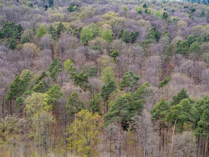 Baeume im Naturpark Schoenbuch bei Herrenberg