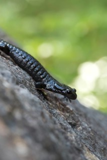 Alpine salamander