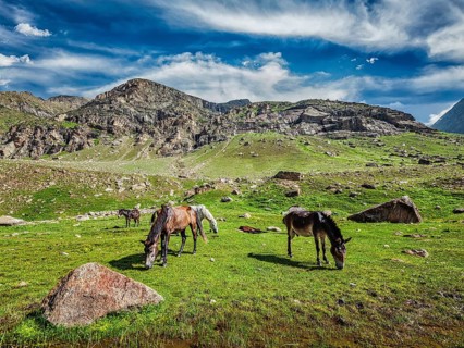 Horses grazing in Himalayas. Lahaul valley