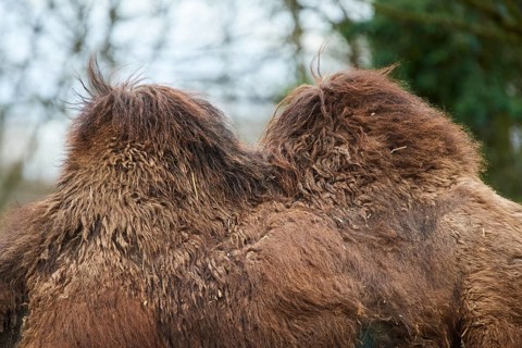 Bactrian camel