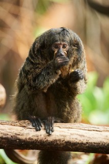White-faced saki