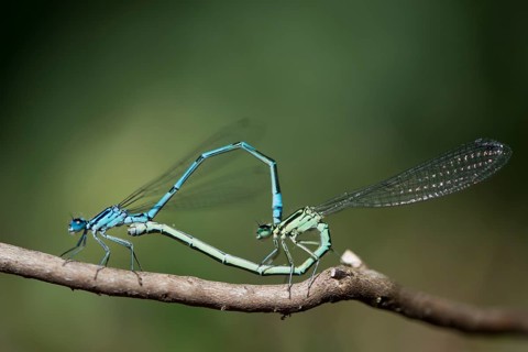 Azure damselfly