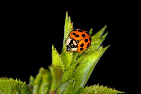 Ladybird