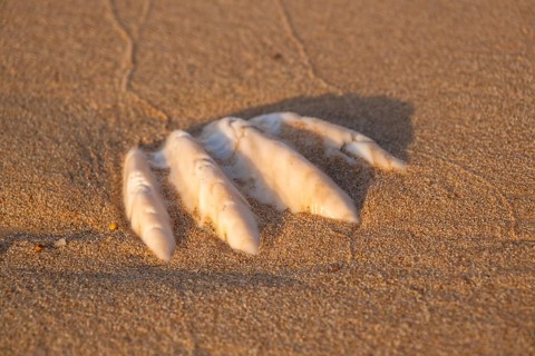 Close-up of the fossilized tridacna clam shell on a coral sand beach in the surf zone. Red Sea