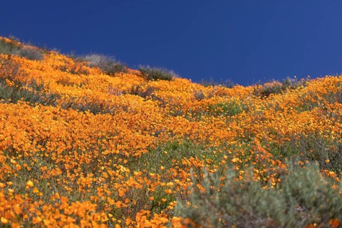 Orange flowering California poppies landscape during the 2019 super bloom