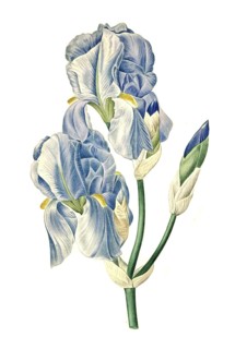 Dalmatian iris