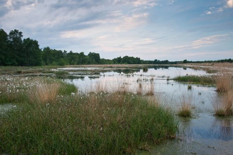 Common cottongrass