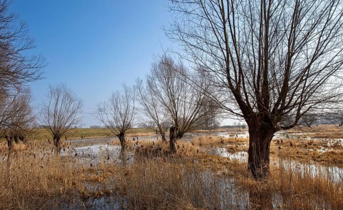 River landscape on the Elbe near Wittenberge