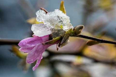 Bluete der Sternmagnolie