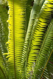 Leaves of Mexican Giant Palm Fern