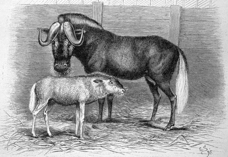 Ein Gnu mit seinem neugeborenen Kalb im Zoo von Hannover