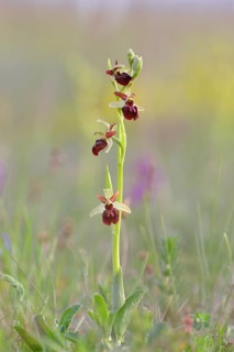 Early spider orchid