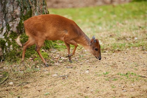 Red forest duiker