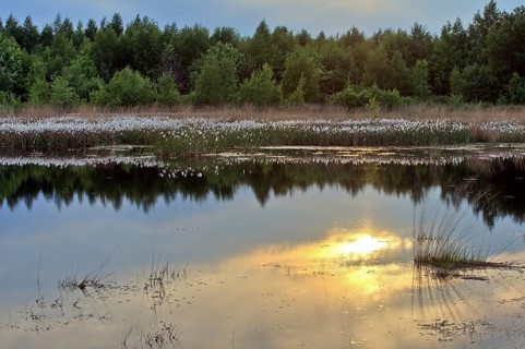 Common cottongrass