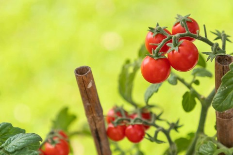 Ripe cherry tomatoes on the vine in garden