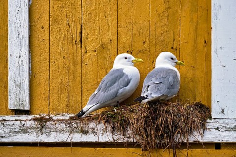 Seagulls couple two birds on nest against yellow wall. Lofoten islands