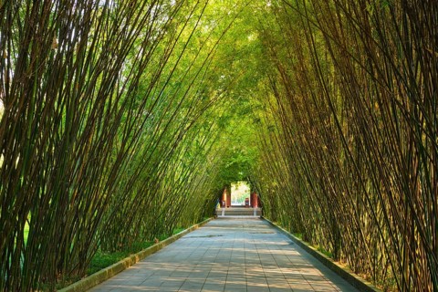 Path in bamboo forest brove in Wangjiang Pavilion