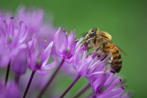 Honey bee