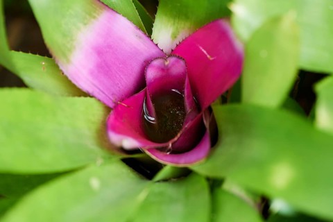 Blushing Bromeliad