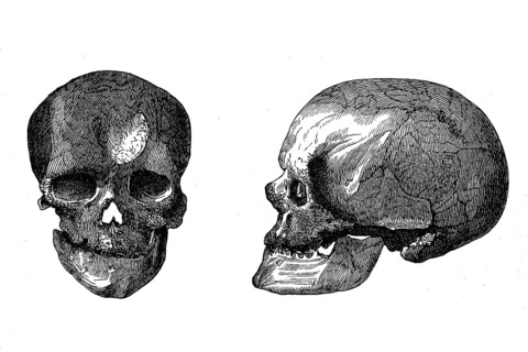 Schaedel Cro-Magnon