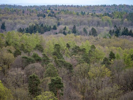 Baeume im Naturpark Schoenbuch bei Herrenberg