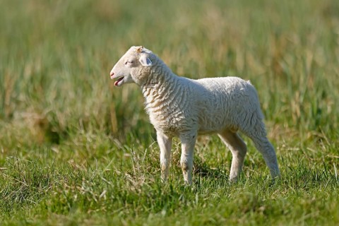 Waldschaf