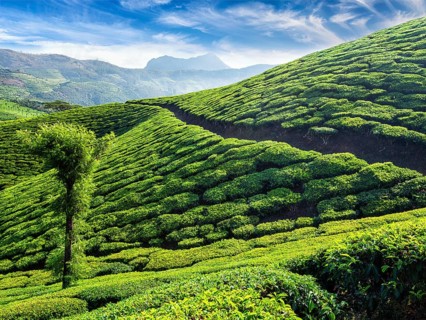 Green tea plantations in the morning