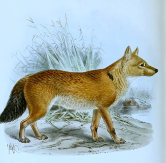 Red dog