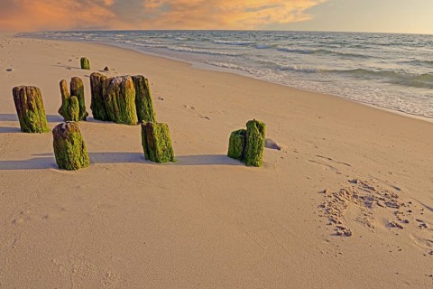 Algae-covered groynes in the evening on the beach of Rantum