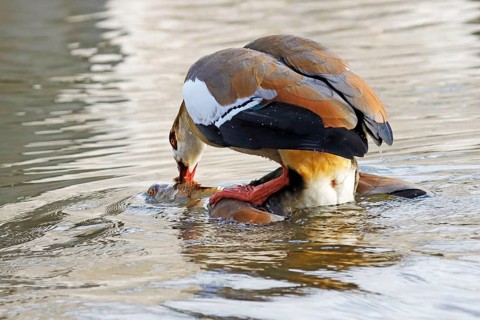 Egyptian goose