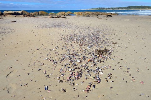 Shells on the beach