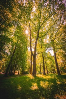 Sun star shines through the canopy of deciduous trees on Sunday at noon in the von-alten-Garten Park in Hannover Linden