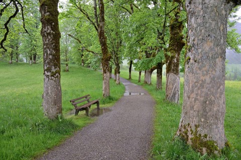Tree avenue with heavily mossy mountain maple trees