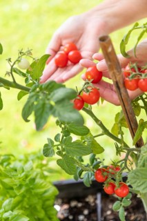 Woman picking ripe cherry tomatoes on the vine in the garden