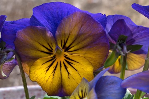 Flower of a pansy