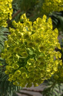 Wood Spurge